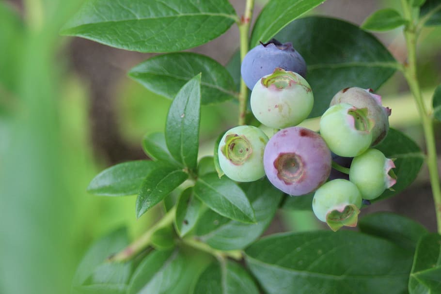 Blueberry, Fruit, Berry, fruits, bickbeere, plant, bush, heidelbeerstrauch, leaves, garden