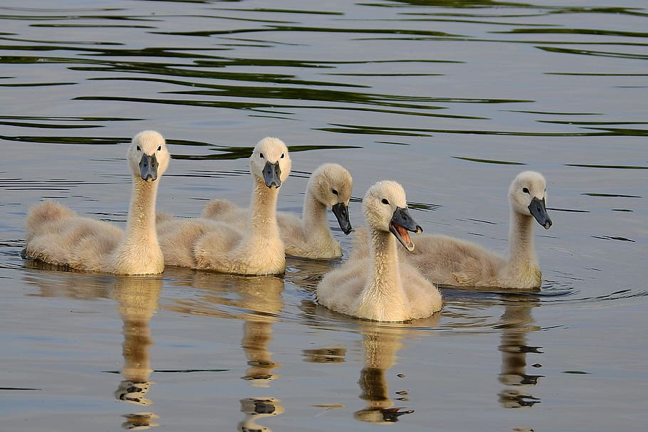 swans, birds, young, family, water, river, animals in the wild, animal themes, group of animals, bird
