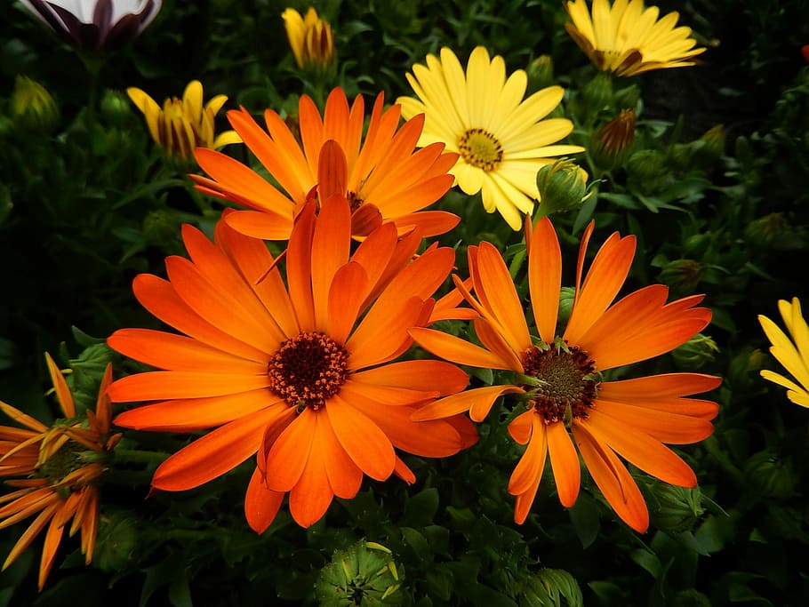 Midday, Flowers, Nature, Garden, midday flowers, beete, summer, colorful, orange, flower