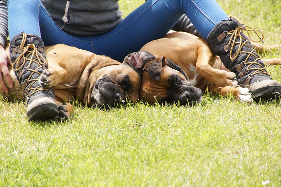 person, two, adult, tan, boxer dogs, lying, grass, boxer, dogs, boots