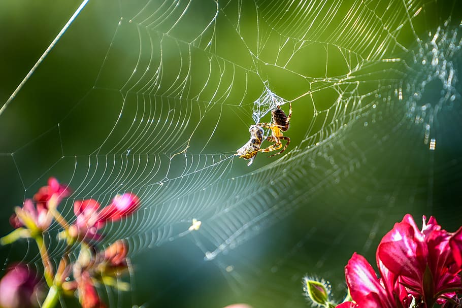 spider, wasp, insect, cobweb, caught, close, animals, animal world, fragility, spider web