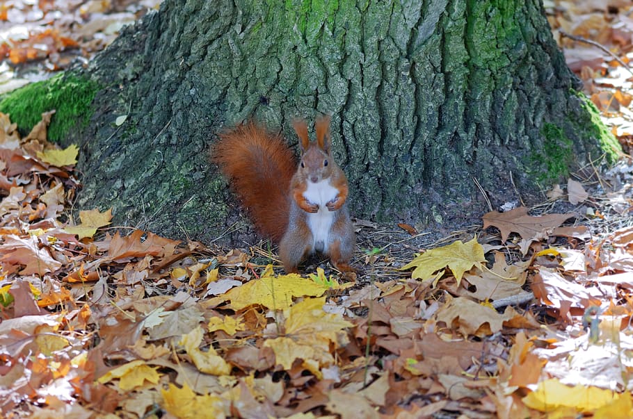 squirrel, pet, rodents, sitting, trunk, tree, forest, autumn, leaves, dry