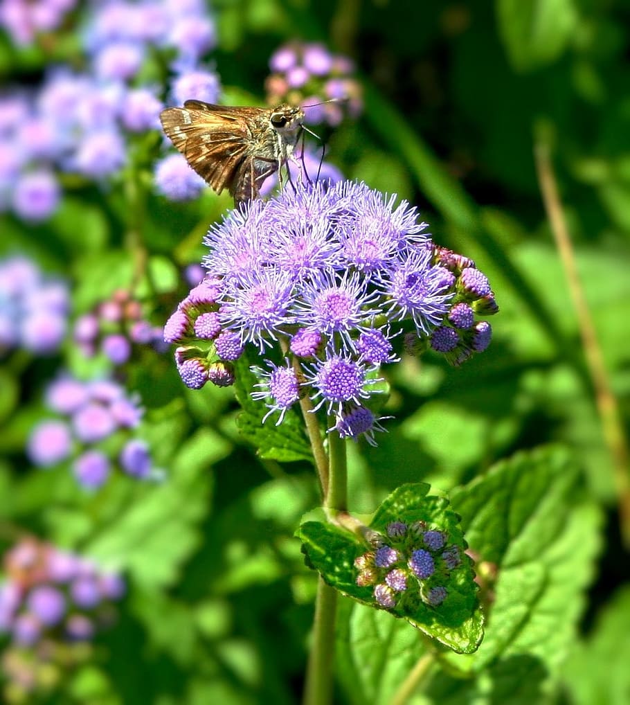 blue mist flowers, wild ageratum, wild flowers, plant, skipper butterfly, insect, flower, flowering plant, freshness, purple