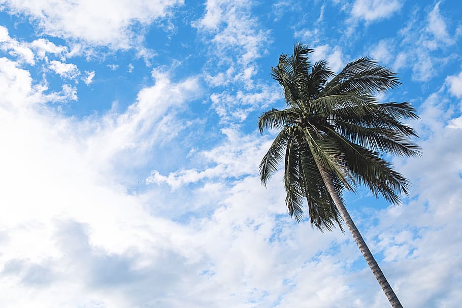 nature, trees, branches, leaves, coconut, sky, clouds, sway, cloud - sky, palm tree