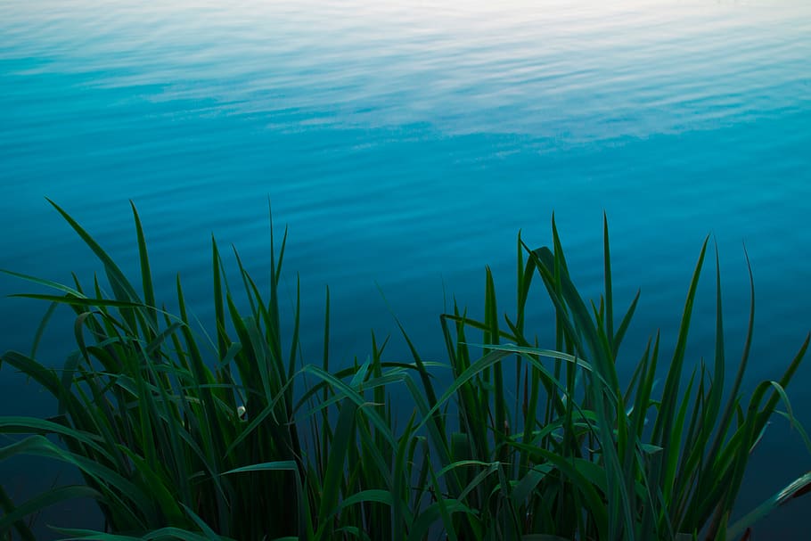 lake, blue, water, nature, green, leaf, grass, plant, growth, beauty in nature