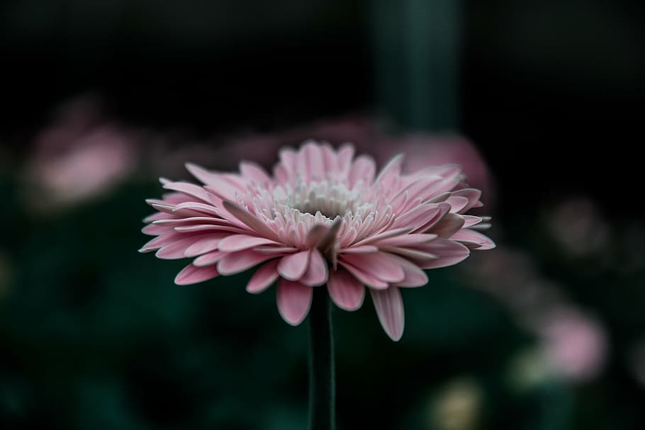 shallow, focus photography, pink, daisy, daytime, gerbera, flower, close, flowers, nature