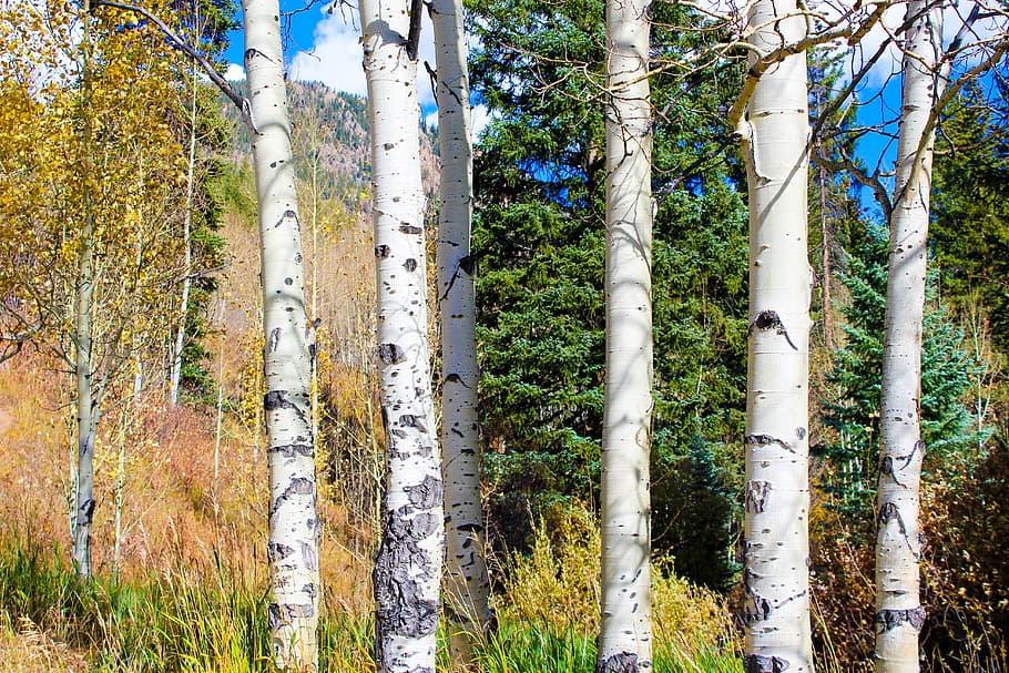 white tree trunks, aspen, color, autumn, fall, landscape, forest, colorful, yellow, tree
