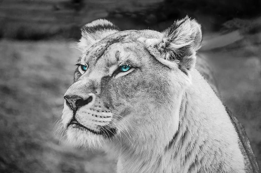grayscale photo, tiger, portrait, mammal, tawny, lion, feline, africa, animal, wild animal