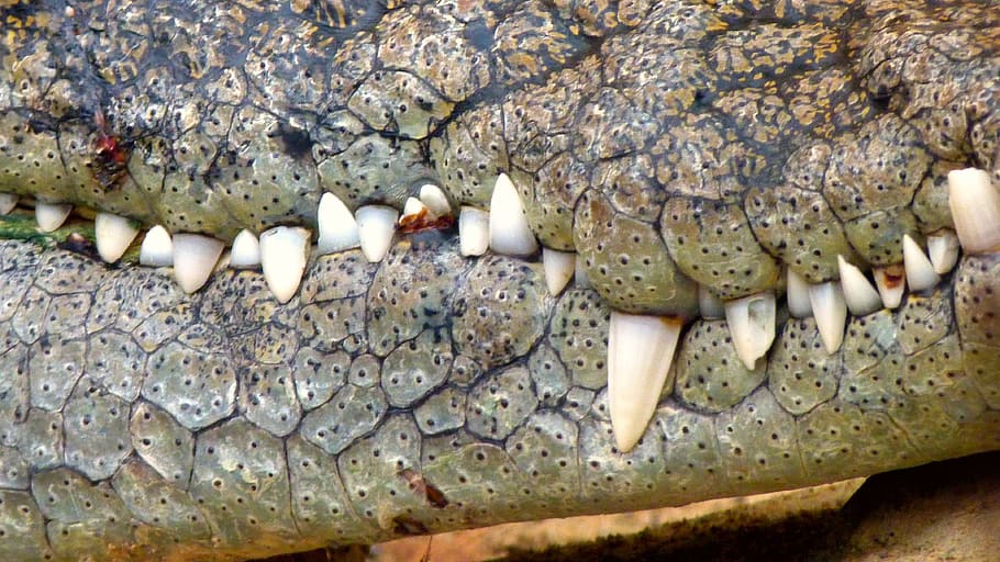 photography, crocodile, teeth, jaw, shot, close, dangerous, predator, tooth, reptile