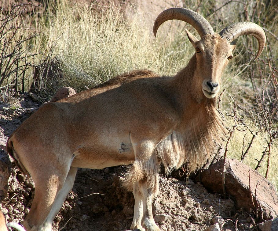 barbary sheep, ram, looking, wildlife, nature, outdoors, portrait, horns, male, wilderness