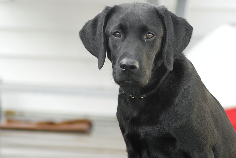 short-coated black dog, dog, labrador retriever, black lab, labrador, retriever, pet, animal, canine, cute