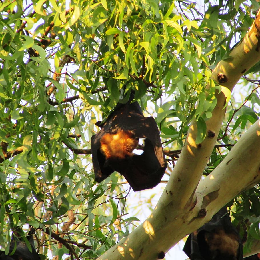 Árbol, Dharwad, Murciélago, India, murciélagos, orejas de murciélago, mamma, mosca, alas, vida silvestre