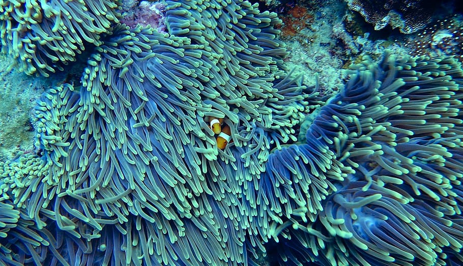 dois, laranja, peixe-palhaço, ocultação, coral, água, corais, embaixo da agua, águas claras, coral mole