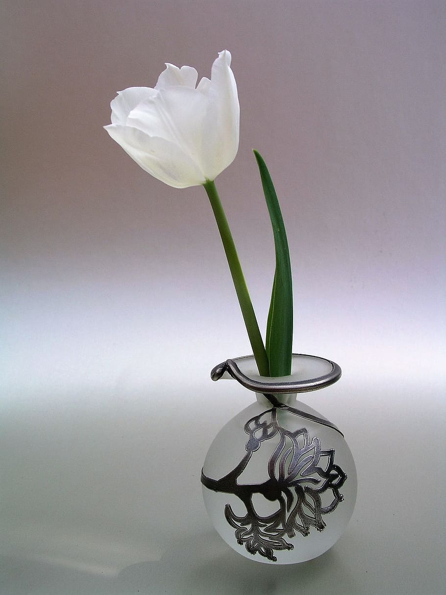 selektif, foto fokus, putih, bunga tulip, jelas, vas kaca, simpati, vas, bunga, tulip