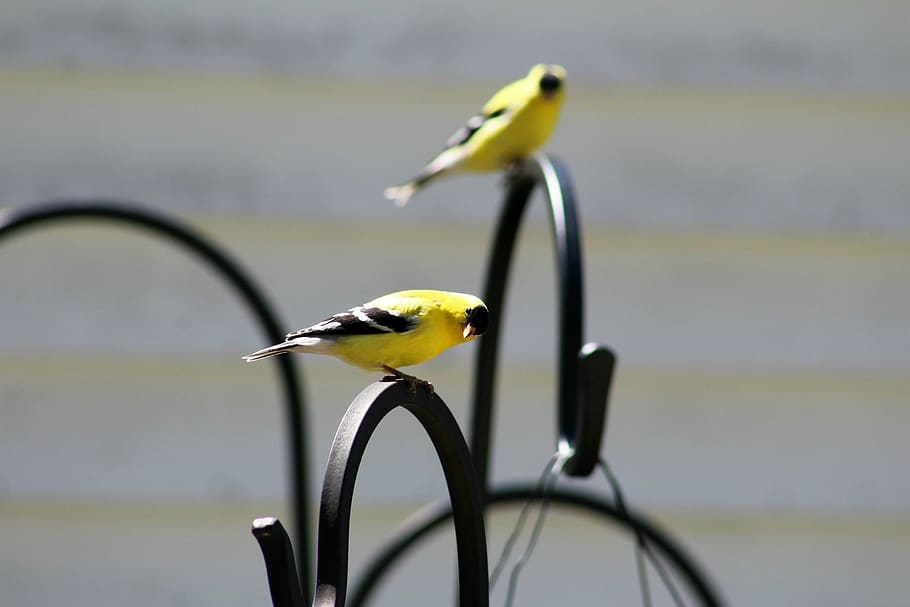goldfinch, bird, face, yellow, funny, nature, wildlife, bird watching, perched, songbird