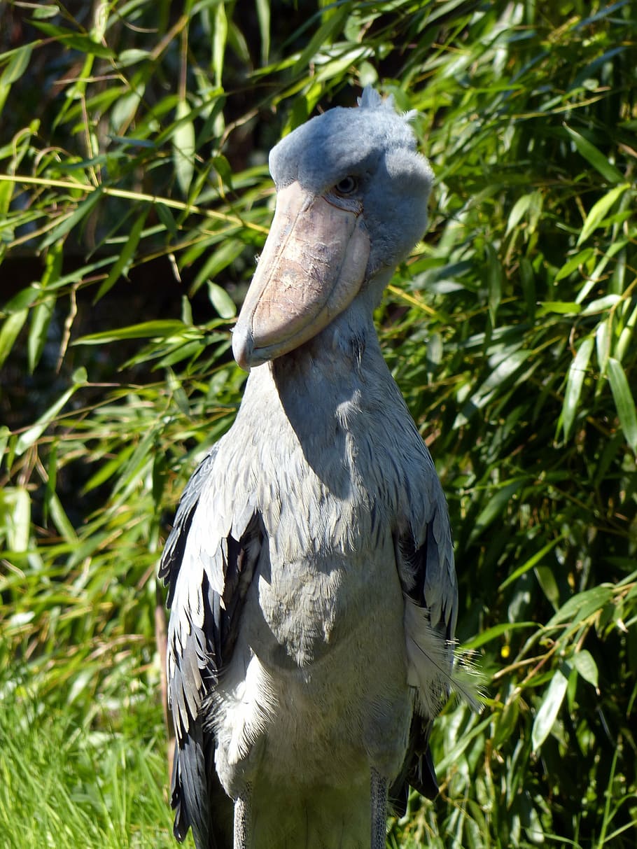 shoebill, bird, big bird, feather, bill, animal, plumage, wildlife photography, large beak, wildlife
