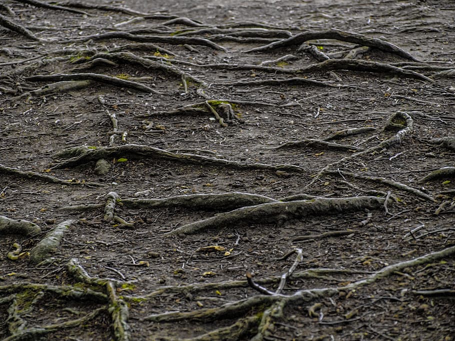 tree roots, soil surface, soil, surface, root, nature, ground, tree root, old, landscape