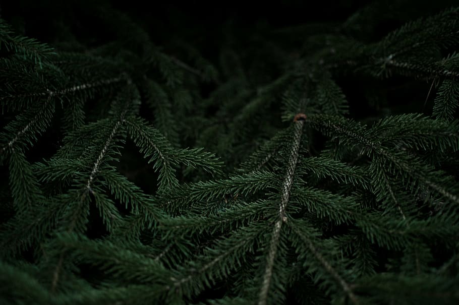 green leafed plant, dark, green, leaf, plant, green color, nature, pine tree, beauty in nature, growth