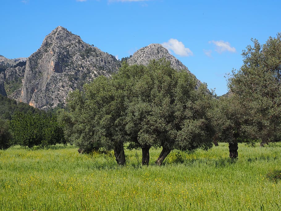 green, leaf tree, brown, mountain, blue, sky, mallorca, olive tree, olive plantation, plantation