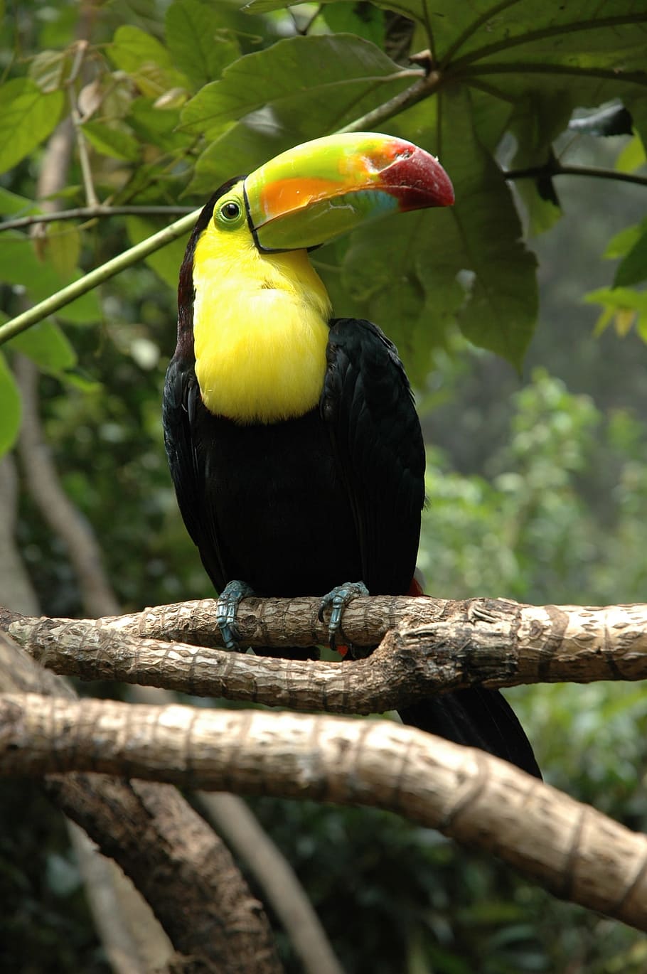 black, yellow, toucan, tree bark, zoo, chapultepec, mexico, mexico city, exotic, color