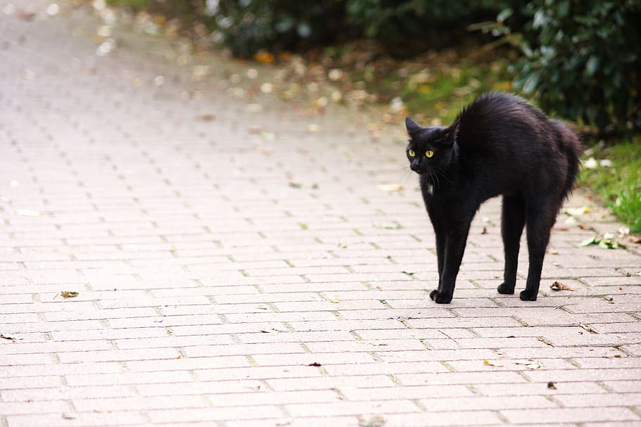 black, cat, concrete, pavement, Friday 13, Hypnosis, Look, Cat, Cat, Eyes, cat eyes