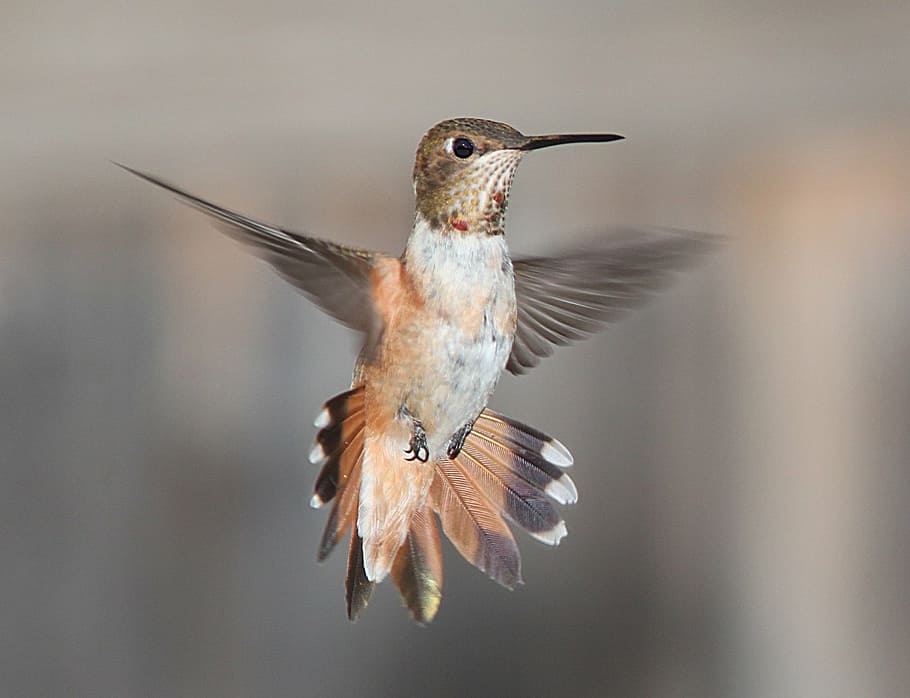 focus photography, brown, hummingbird, flying, portrait, wildlife, nature, flight, wings, beak