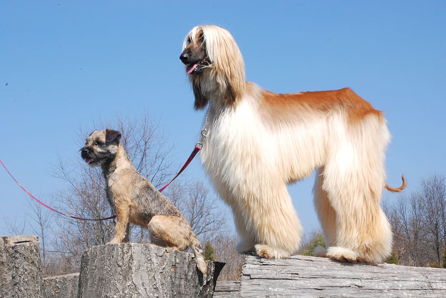 Afghan Hound, Border Terrier, afghan, dogs, canines, animals, pets, nature, outside, close-up