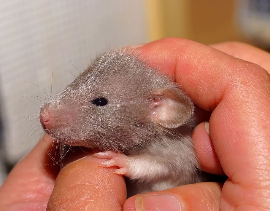 person, holding, gray, mouse, rat, baby, sweet, color rat, cute, young animal