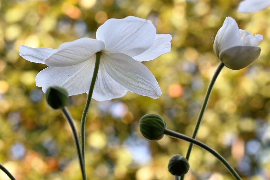 anémona, blanco, flor, floración, planta, naturaleza, jardín, flor blanca,  cerrar, anémona blanca | Pxfuel