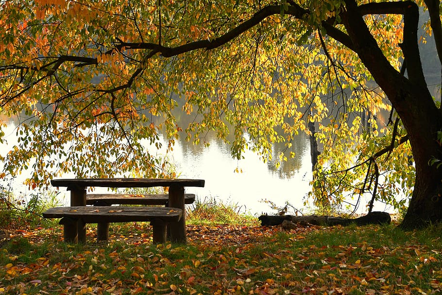 lake, bench, autumn, vanishing, old age, nature, scenery, peace of mind, in the fall, tree