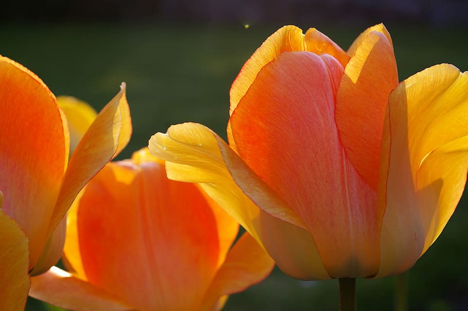 tulip, tumor kuning, oranye tulip, musim semi, mekar, bunga, taman, alam, dekorasi, bunga tulip