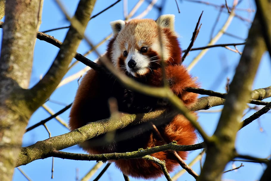 vermelho, guaxinim, galho de árvore, durante o dia, panda, panda marrom, panda vermelho, urso panda, mamífero, animal selvagem
