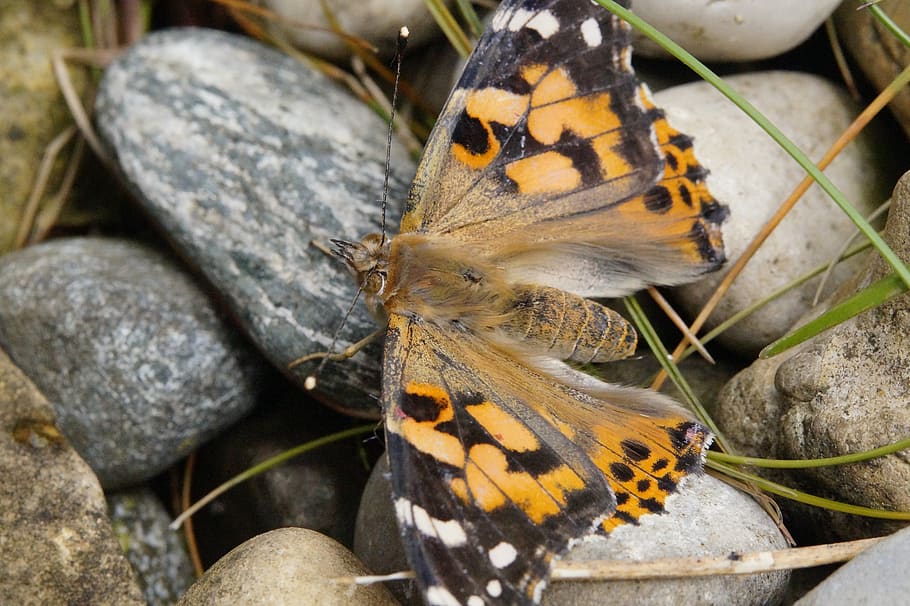 butterfly, butterflies, vanessa cardui, stones, sit, rest, recover, recovery, wing, spread