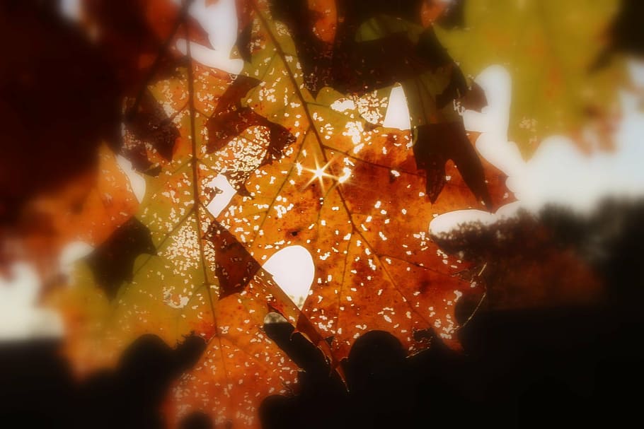 sinar matahari, coklat, daun, gugur, musim gugur, latar belakang daun gugur, musim, november, ucapan syukur, tekstur