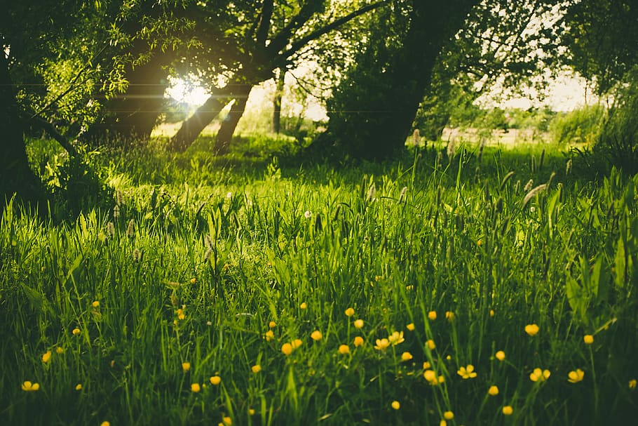 nature, plains, forests, trees, grass, wild, flowers, solar, flare, sky
