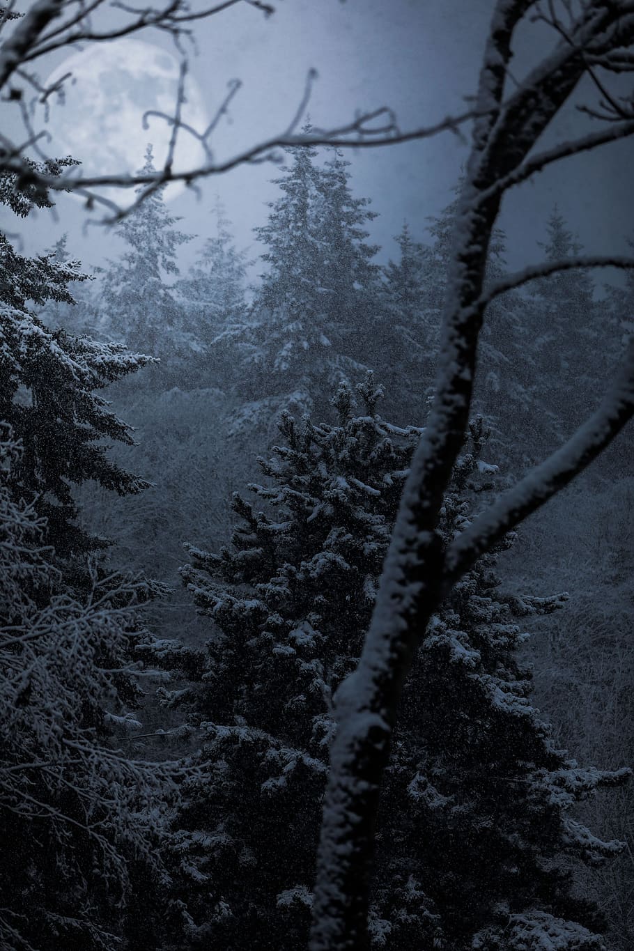 trees, plant, forest, fog, cold, weather, snow, winter, tree, cold temperature