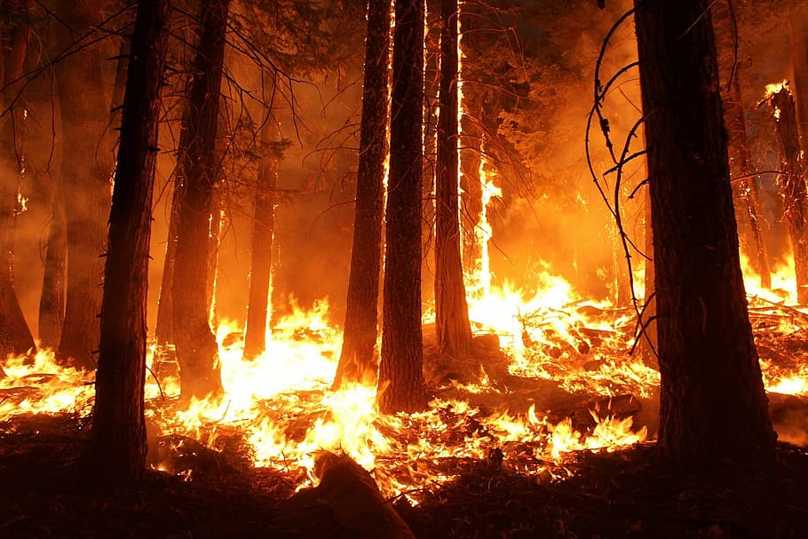 Fondo de pantalla de incendio forestal, incendio forestal, bosque, fuego, resplandor, humo, árboles, calor, quema, caliente
