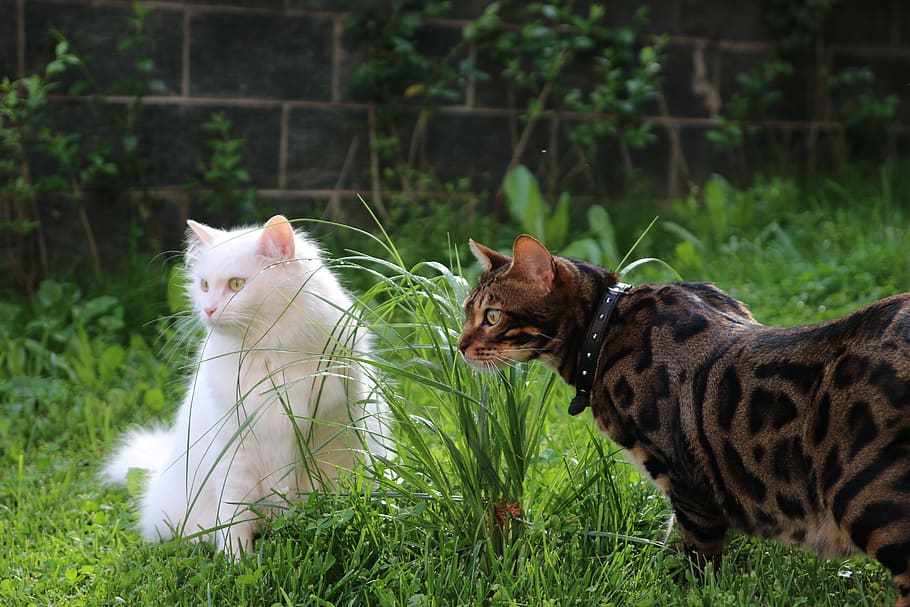cat, bengal, white cat, tiger, feline, india, predator, wildcat, animal, nature
