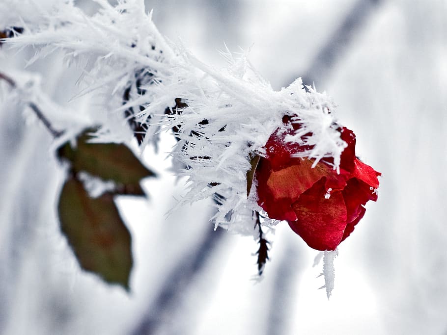 빨간, 장미 꽃, 근접 촬영, 사진술, 얼음, 눈, 겨울, 감기, 자연, 꽃