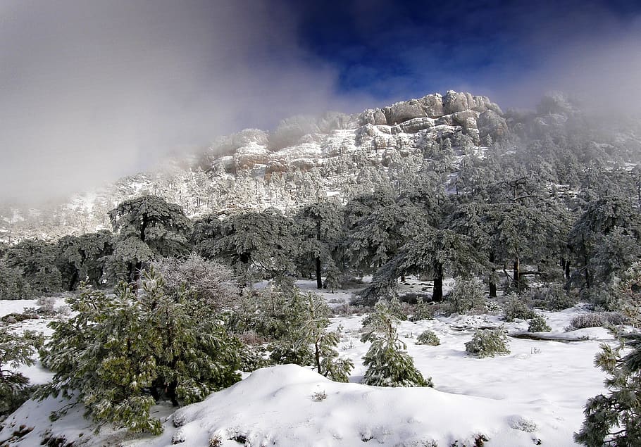 sierra del pozo, snow, winter, landscape, cold, forest, trees, ice, fog, nature
