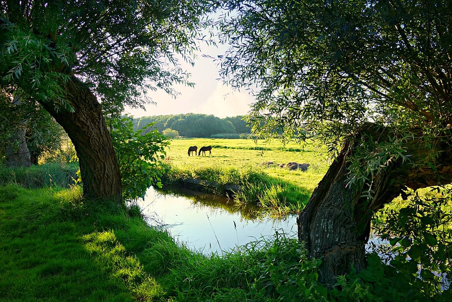 two, animals, grass field, river, trees, holland, dutch landscape, landscape, polder, meadow