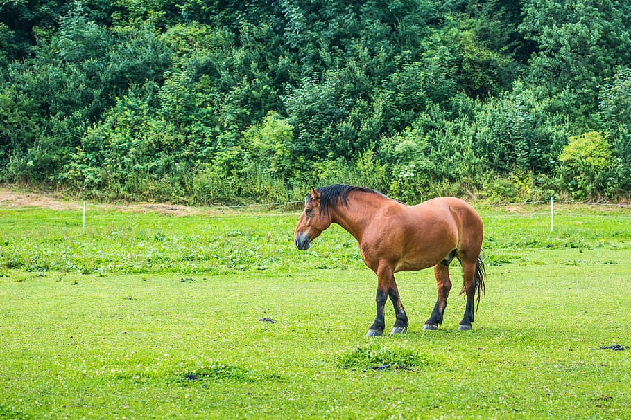 Brown, Horse, Meadow, alone, farm, grass, green, horses, nature, woods