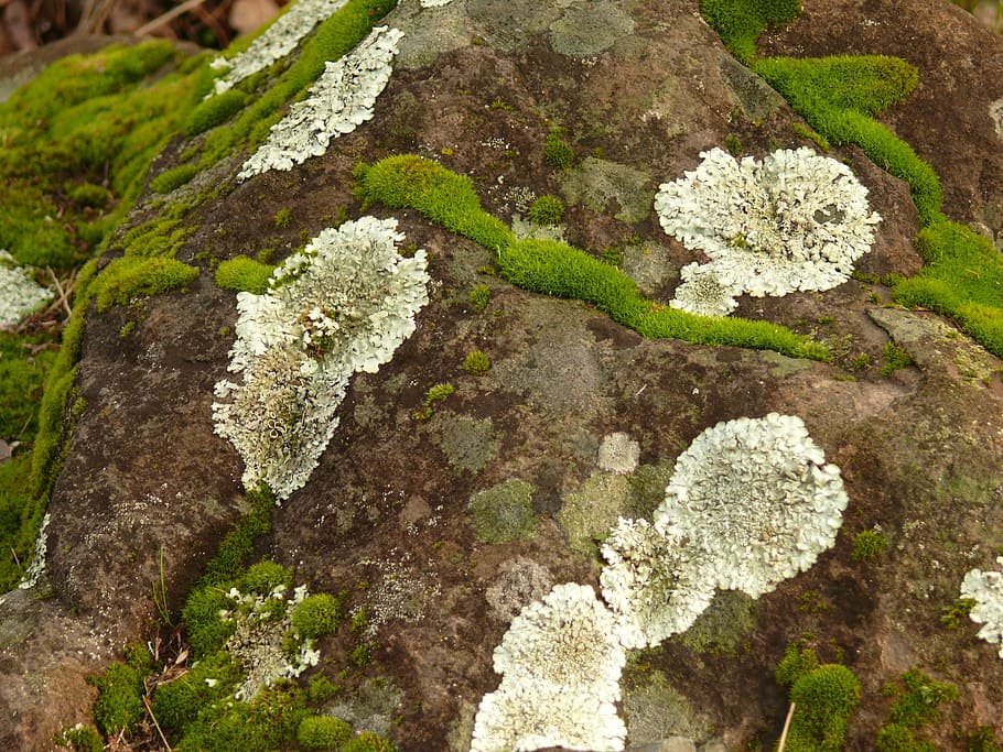 lichen, ground, rocks, fungi, nature, natural, green, wild, growth, outdoors