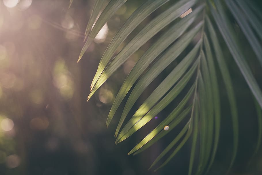 sunrise, morning, green, leaf, plant, outdoor, nature, blur, bokeh, growth
