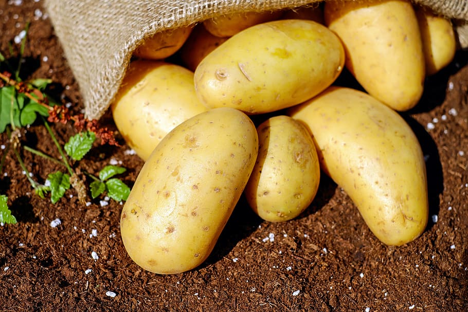 bunch, potato, brown, soil, potatoes, vegetables, erdfrucht, bio, harvest, garden