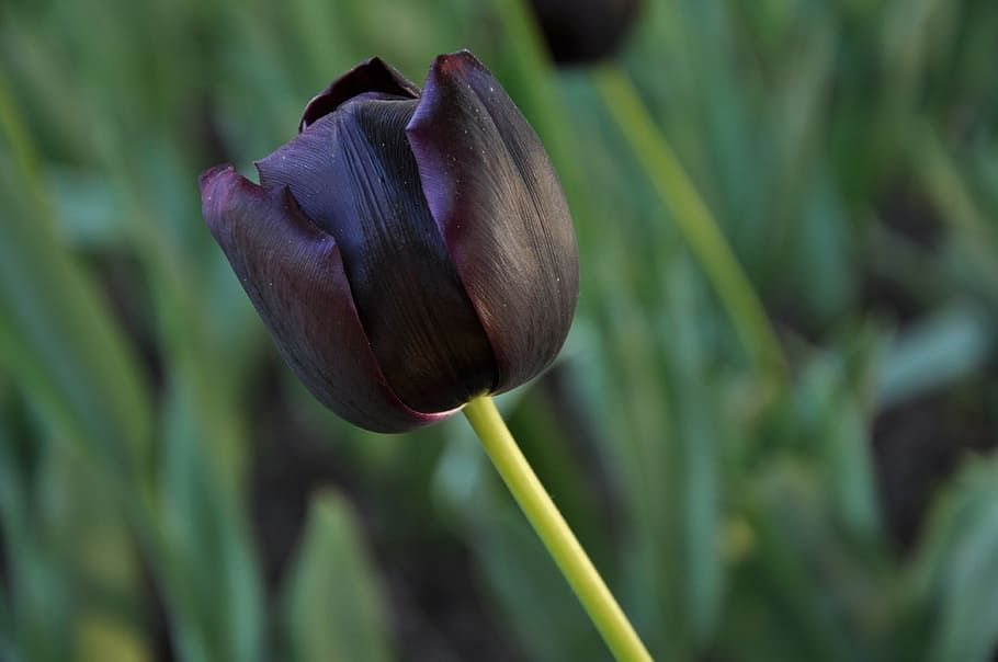 flowers, flora, tulips, burgas, black, plant, flower, growth, flowering plant, close-up