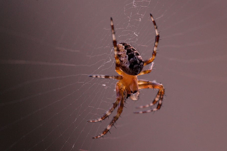 Garden Spider, Araneus Diadematus, spider, cobweb, spider macro, close, animal, spider webs, floating, safety net