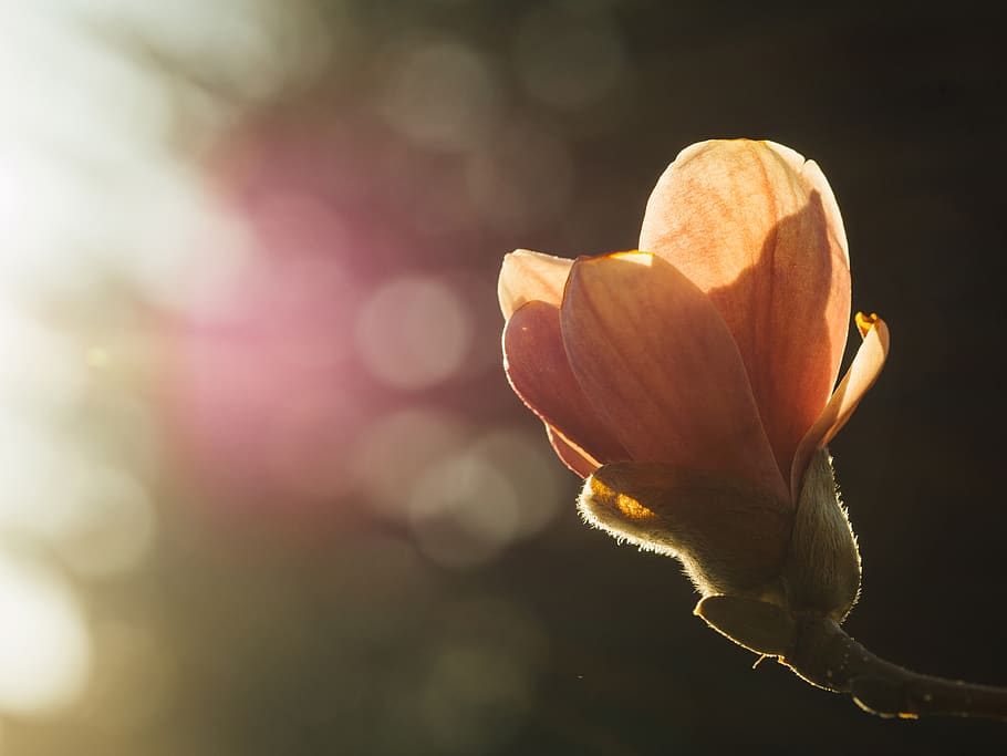 flower, nature, blurry, sunlight, sun rays, flowering plant, plant, beauty in nature, petal, fragility