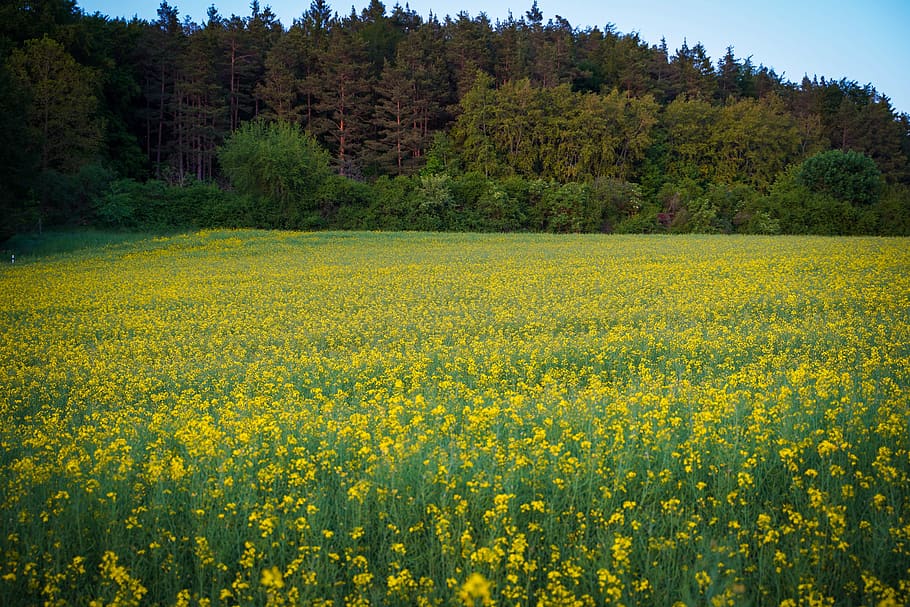 oilseed rape, field of rapeseeds, meadow, nature, cornflowers, yellow flowers, pasture, yellow, landscape, spring