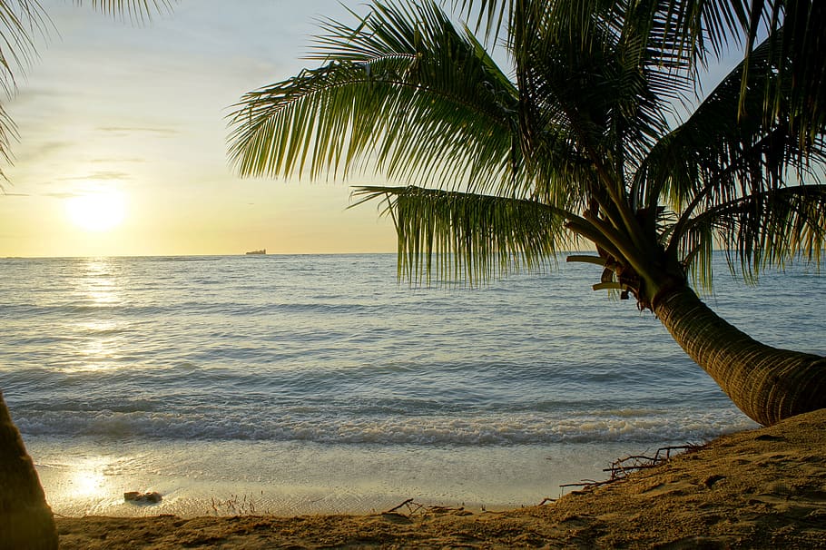beach, sunset, palm tree, tropical, saipan, pacific, water, tree, sea, beauty in nature